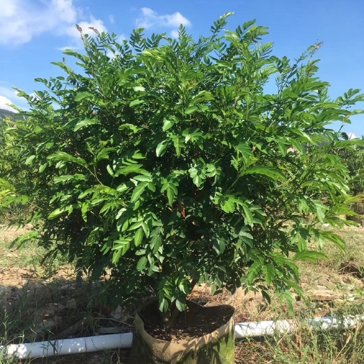 中山市红合欢 红绒球合欢各种规格基地大量现货供应