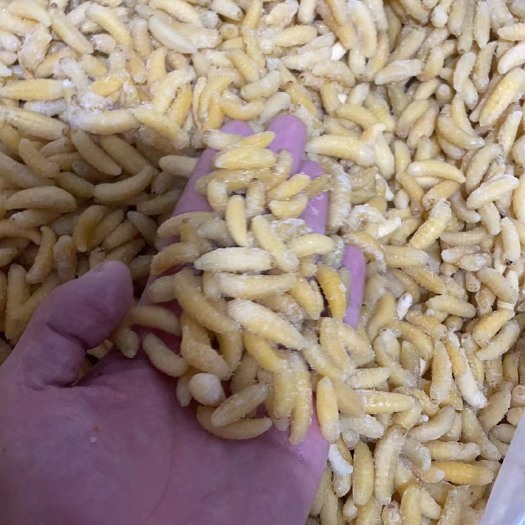 广州马蜂蛹  熟冻后期一二级树蜂蜂蛹品质如图所示