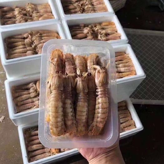 乳山市沙虾 冷冻水产