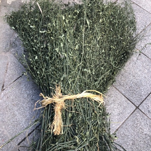 玉林【穿心莲新货】第二批新货 产地直供 一手货源 没有中间商赚差
