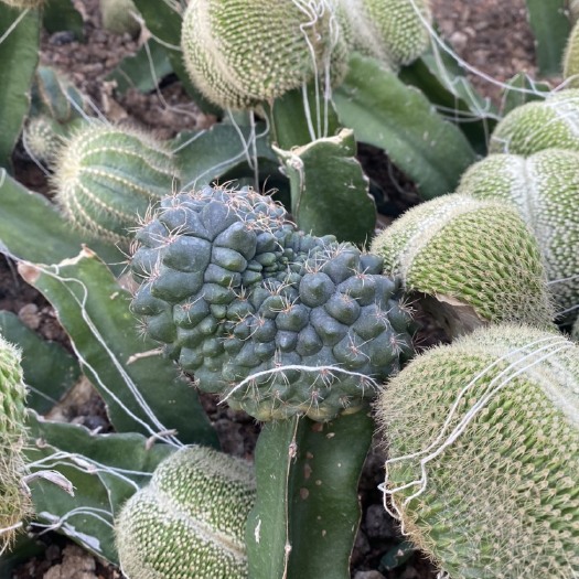 漳州 绯花玉缀化