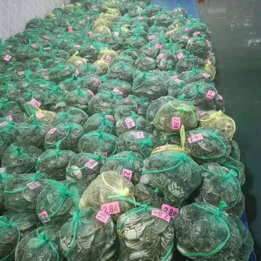洪湖市大闸蟹  精品母蟹.规格齐全.一手货源.全国发货