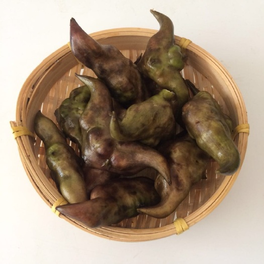 嘉鱼县头一匹菱角，老的占百分之八十多！