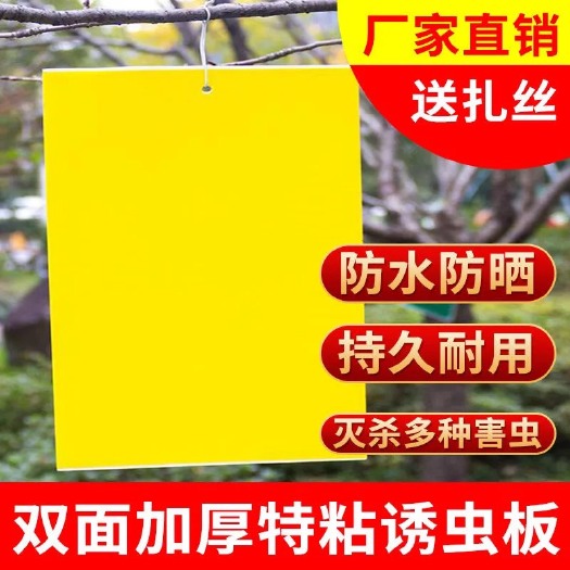 曹县大棚粘虫板双面黄板果园专用蓝板贴蓟马白粉虱诱虫板粘小飞虫茶园