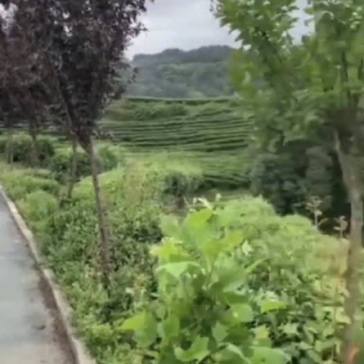 汉中旱地 陕南坡地