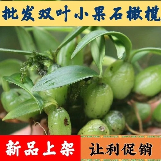 揭阳新鲜煲汤小号石橄榄石仙桃,双叶小果。不苦不辣。煲汤佳品