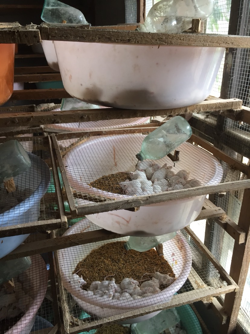 出售优质小白鼠种，10元/个，需要提前预定留种