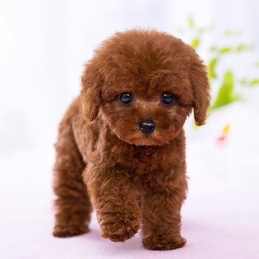 郓城县泰迪犬  出售精品泰迪，品相优佳，疫苗驱虫都做好