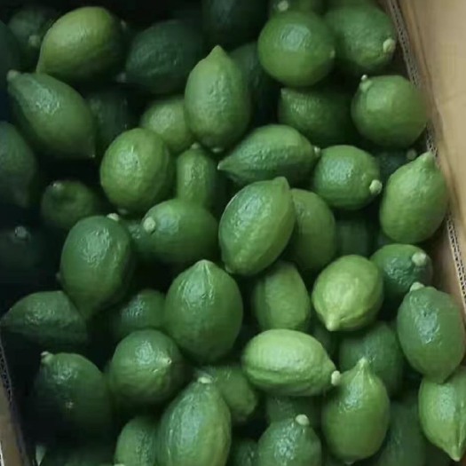湛江 广东香水柠檬