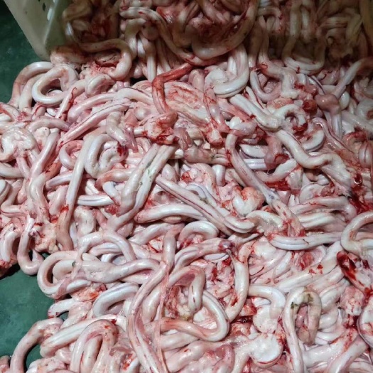 河间市羊鞭 精修羔羊羊鞭 精修产品 烧烤食材 单根在一两左右