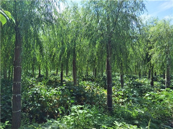 博野县 垂柳 垂柳产地 垂柳行道树销售价格