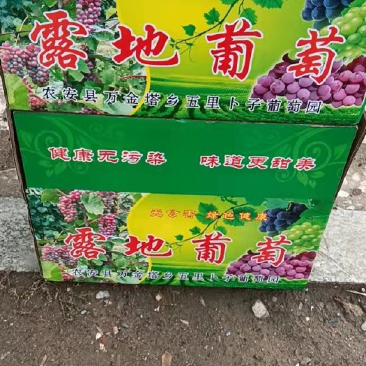 长春巨峰葡萄 吉林省长春市二道区 