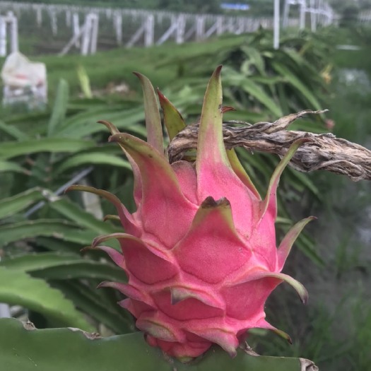 遂溪县 红心火龙果