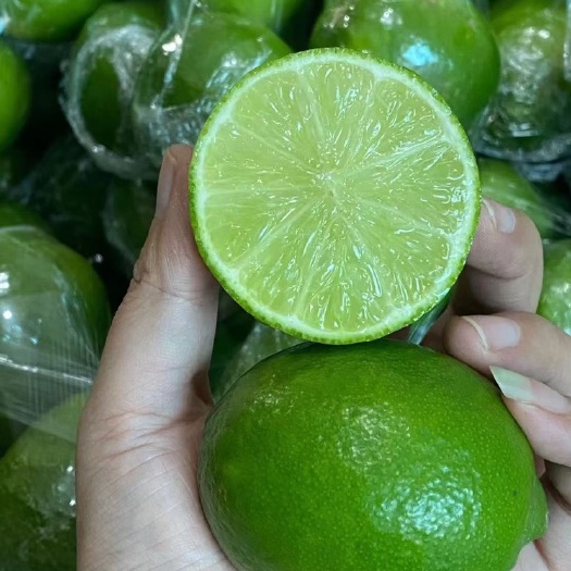昆明塔希提无籽青柠檬  皮薄汁水多 香味浓郁  常年稳定供应
