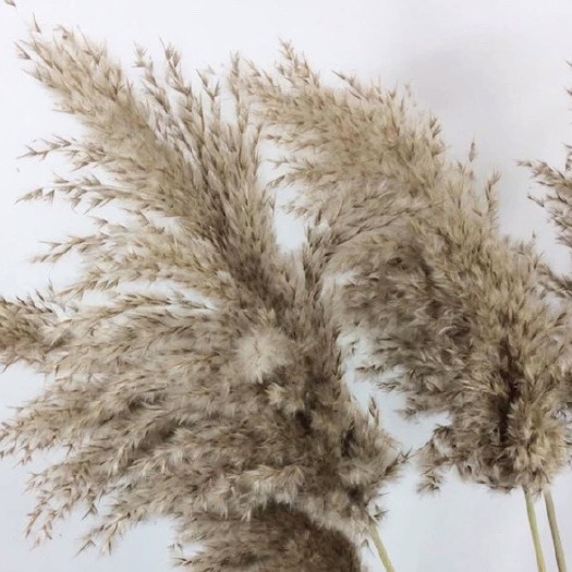 新沂市芦苇干花，芦柴干花