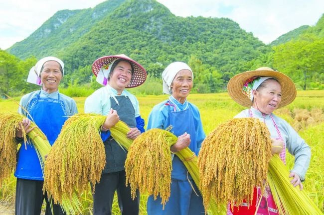 广南县 广南八宝贡米大量现货批发（通货）