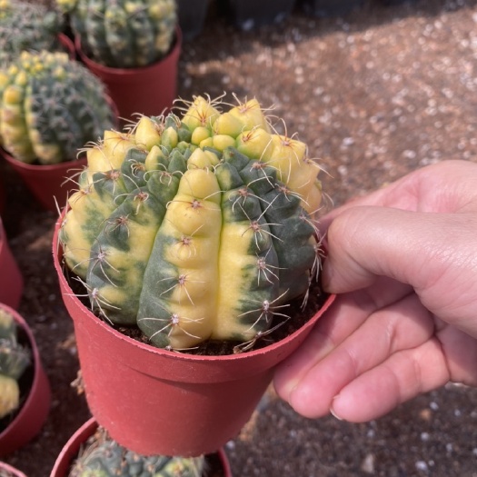 漳州 菲花玉锦实生仙人球锦