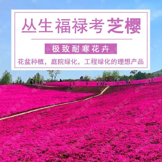 沭阳县优质福禄考种子芝樱花种子提供发票