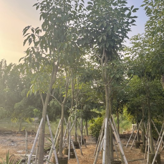 普宁市洋红风铃木 红花风玲木5-12公分