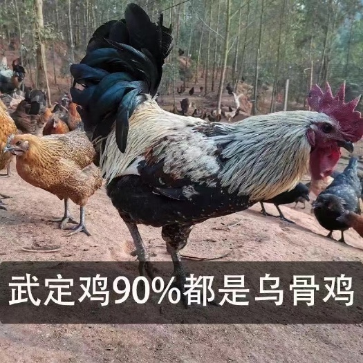 无锡乌骨鸡苗  现货武定鸡活体鸡苗脱温鸡半斤云南名鸡半大鸡高脚鸡