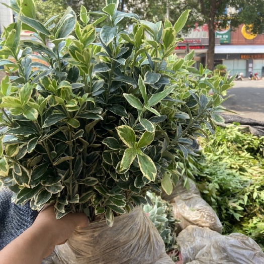 浏阳市金边黄杨