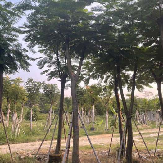 普宁市 凤凰木15-20公分大量