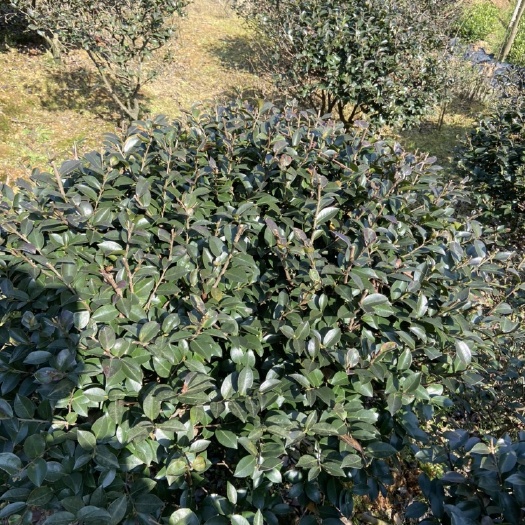 浏阳市茶梅球