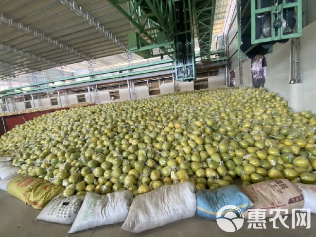 梅州梅县沙田柚产地直供，支持多种合作模式