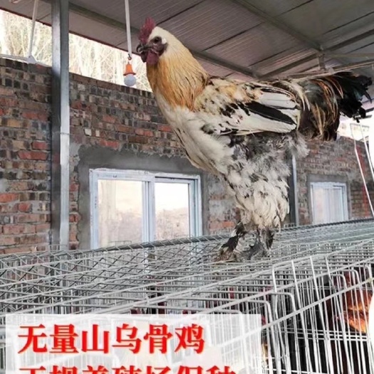 无锡乌骨鸡苗云南无量山乌骨鸡脱温苗活体鸡苗半大鸡毛脚鸡高