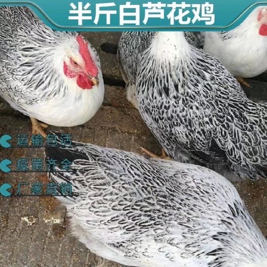 无锡纯种活体白芦花鸡苗半斤白芦花鸡苗白芦花活体脱温鸡买6只送2只