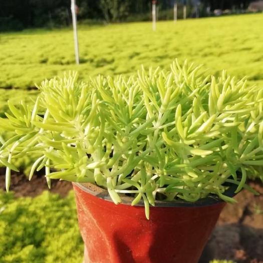 青州市金叶佛甲草基地大杯小杯穴盘苗