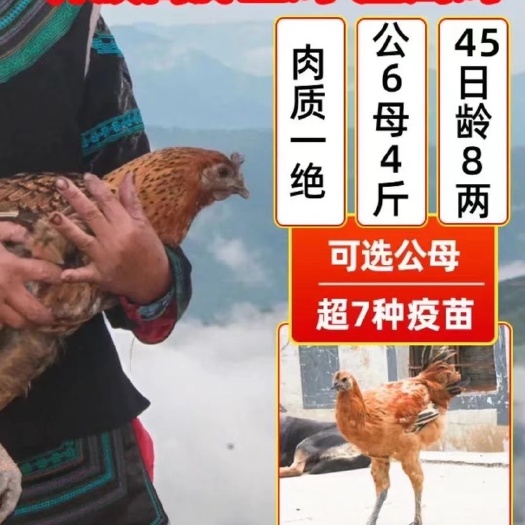 无锡土鸡苗 半斤纯种四川凉山彝家土鸡云南高脚毛脚鸡无量山鸡岩小鸡