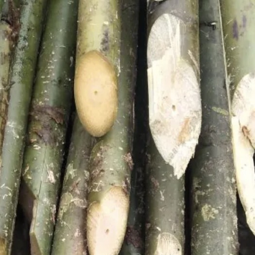 叙永县 方竹