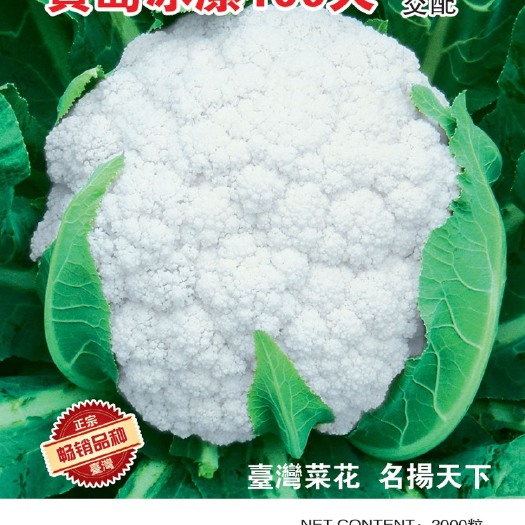 白面青梗松花菜种越冬100天白面青梗花椰菜松花菜种耐寒