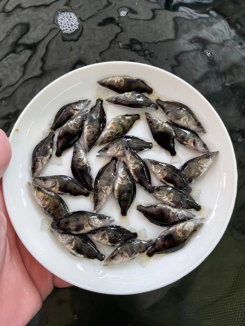 桂鱼苗现货桂花鱼苗鳜鱼苗淡水鱼苗批发桂鱼苗包送货上门