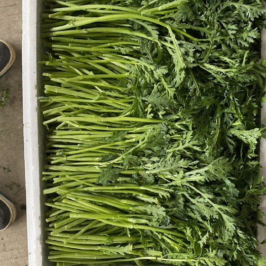 淮安精品茼蒿产地直发一手货源