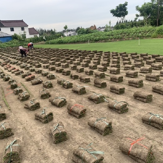 上海本公司当季混播黑麦草 各类草坪都可订购