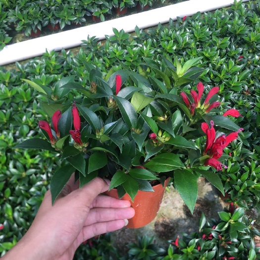 漳平市口红吊兰 网红绿植口红直立吊兰产地直销批发