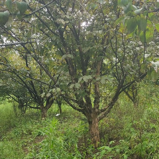 南召县山茱萸树  山茱萸