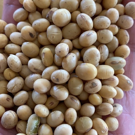 涡阳县黄大豆  安徽涡阳黄豆 蛋白43.5 颗粒大 适合各种豆制品