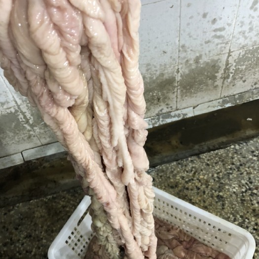 邓州市猪肠  精品猪大肠