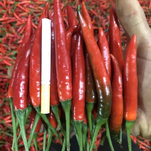 西畴县小米椒 重庆小米辣