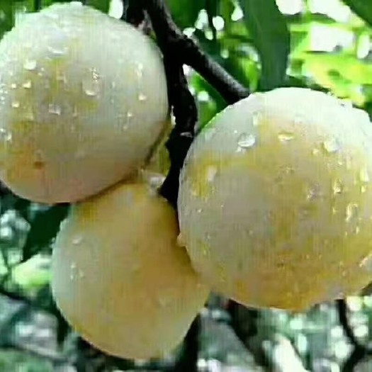 乐昌市 奈李