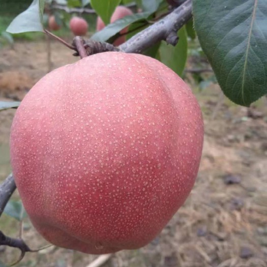 奥红一号量大果品质量好果园直供省掉中间商