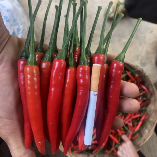 西畴县小米椒 云南小米辣