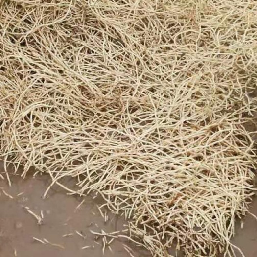 西昌市 自己种植鱼腥草根，现已大量上市，需要的联系哈