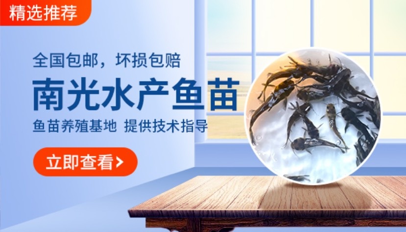 黄颡鱼苗 优质黄骨鱼苗  黄辣丁苗 杂交品种 规格齐全 技术
