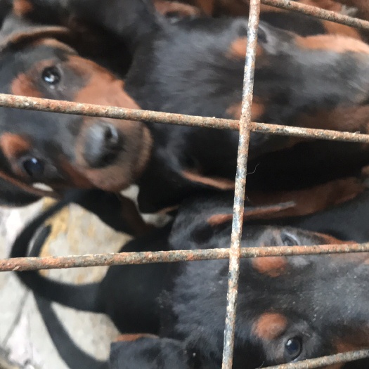 宿州莱州红犬  苏联红，莱州红幼犬！大型犬种！