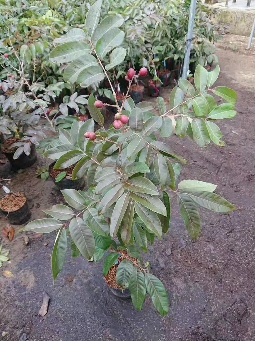 红壳龙眼苗 果树苗 龙眼苗 泰国红皮龙眼苗 嫁接正品苗 当年