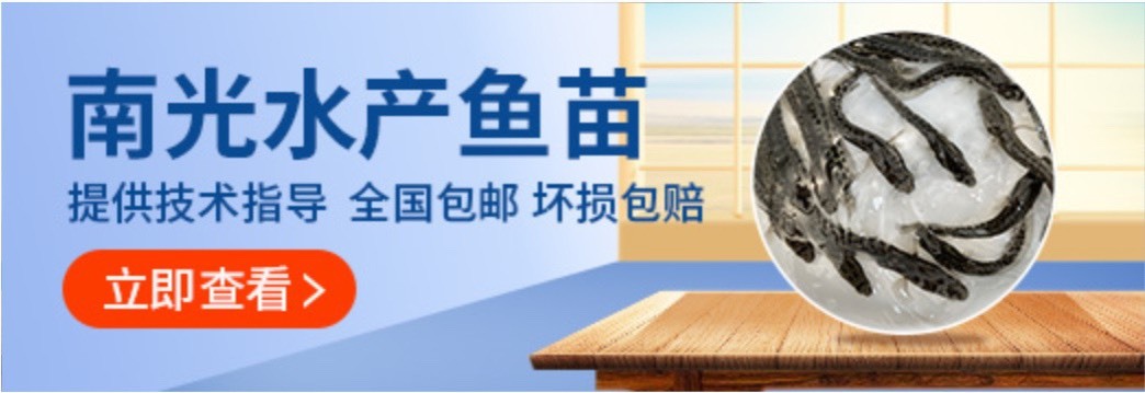 博罗县优质杂交黑鱼苗 生鱼苗 乌鱼苗 财鱼苗 技术指导 全国发货